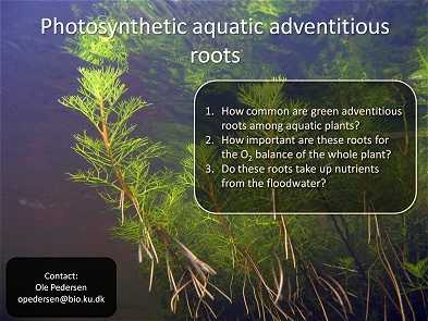 Aquatic adventitious roots of Meionectes brownii