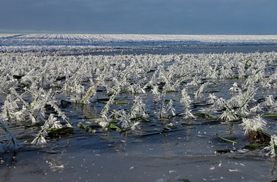 Waterlogged (icelogged) winter wheat by Ole Pedersen